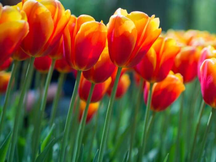 Beautiful20red20and20yellow20tulip20flowers20in20garden20with20blurred20background20Keukenhof20Netherlands2042499895jpg Wallpaper Carpets Distributors