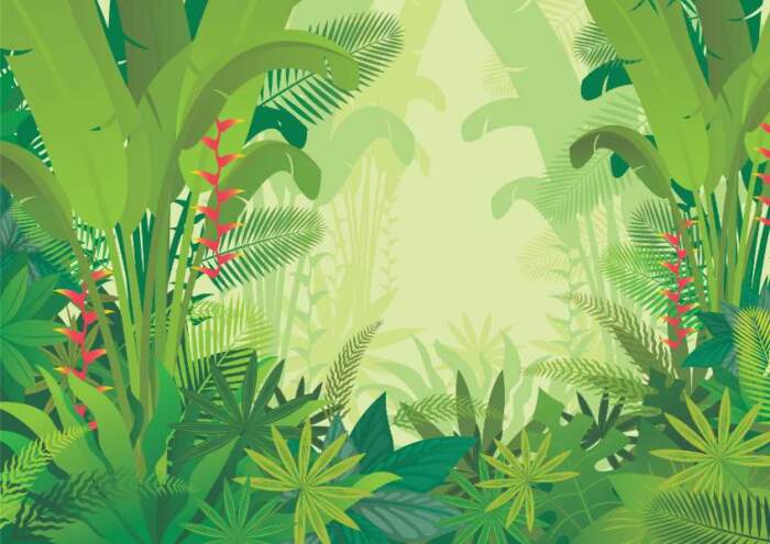 Tropical20Jungle20Light20Background20Forrest20Rainforest20Plant20and20Nature20105293323jpg Wallpaper Carpets Distributors