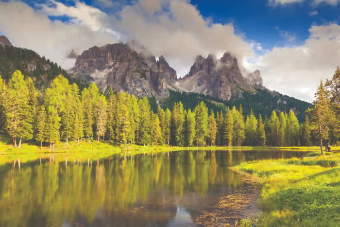 NATURES-EMBRACE-8801-110 NATURE'S EMBRACE 8801-110 - Image 2